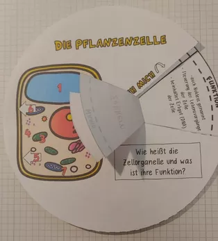 Bild in der Beschreibung des Unterrichtsmaterials interaktives Zellrad: pflanzliche Zelle (dreh- & klappbar) von WissensFunken (Frau S.) #4