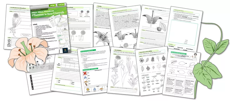 Bild in der Beschreibung des Unterrichtsmaterials Biologie - ganze Einheiten für die Jahrgänge 5 und 6 von Dr.Teach #6