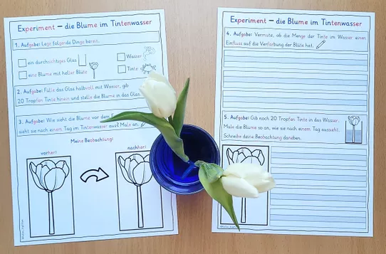 Bild in der Beschreibung des Unterrichtsmaterials Blumen färben Klasse 1-2 - Experiment im Frühling von Helles Köpfchen #1