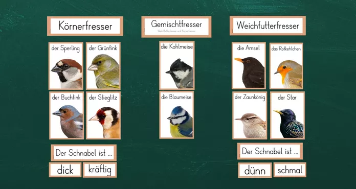 Bild in der Beschreibung des Unterrichtsmaterials 5. Stunde: Vögel - Nahrung (Weichfutterfresser & Körnerfresser) von FreuleinBerg #1