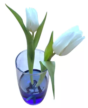 Bild in der Beschreibung des Unterrichtsmaterials Tintenblume Experiment - TAFELKARTEN Blume färben von Helles Köpfchen #1