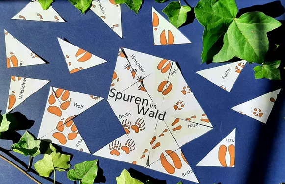 Bild in der Beschreibung des Unterrichtsmaterials Ökosystem Wald - Legepuzzle (unsere Bäume und Spuren im Wald) | Biologie Klasse 7/8 von Dr.Teach #1