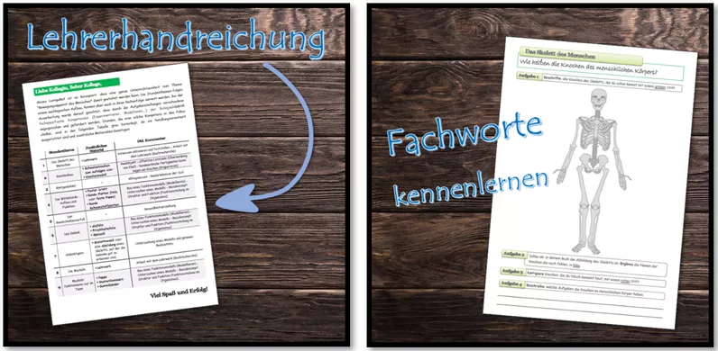 Bild in der Beschreibung des Unterrichtsmaterials Bewegungsapparat (Knochen, Muskeln und Gelenke) | komplette Unterrichtseinheit mit Lösungen | Klasse 5 und 6 von Dr.Teach #1