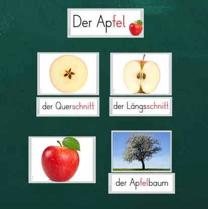 Bild in der Beschreibung des Unterrichtsmaterials Die Teile des Apfels - Bestandteile - Tafelmaterial von FreuleinBerg #2