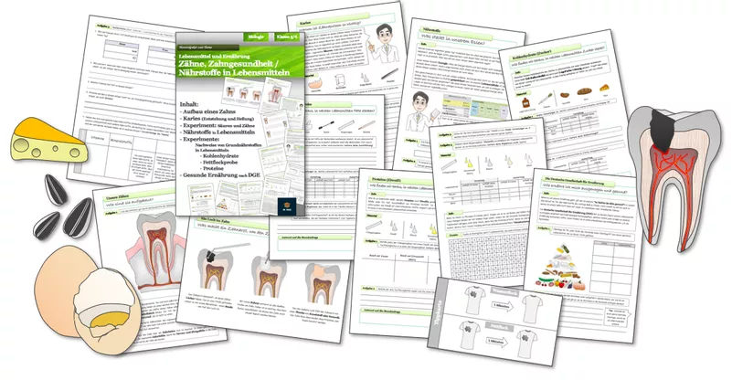 Bild in der Beschreibung des Unterrichtsmaterials Biologie - ganze Einheiten für die Jahrgänge 5 und 6 von Dr.Teach #7