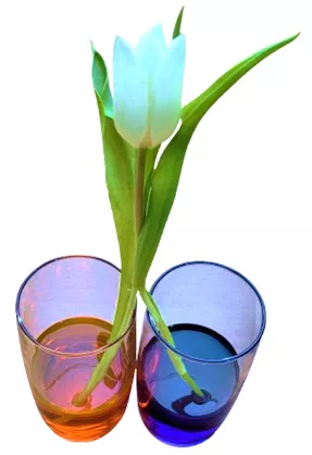 Bild in der Beschreibung des Unterrichtsmaterials Blumen färben in zwei Farben - Experiment TAFELKARTEN von Helles Köpfchen #1