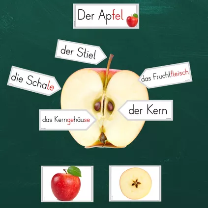 Bild in der Beschreibung des Unterrichtsmaterials Die Teile des Apfels - Bestandteile - Tafelmaterial von FreuleinBerg #1