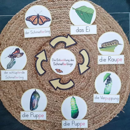 Bild in der Beschreibung des Unterrichtsmaterials Tafelmaterial: Entwicklung des Schmetterlings (Bildkarten) von FreuleinBerg #1