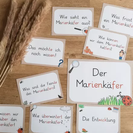 Bild in der Beschreibung des Unterrichtsmaterials Marienkäfer - Reihentransparenz von FreuleinBerg #2
