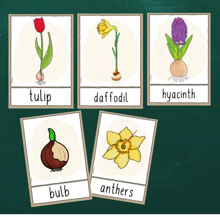 Bild in der Beschreibung des Unterrichtsmaterials Tafelmaterial - Flash Cards Frühblüher (Englisch) von FreuleinBerg #1
