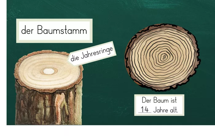 Bild in der Beschreibung des Unterrichtsmaterials Teile des Baumes - Laubbaum vs. Nadelbaum - Tafelmaterial von FreuleinBerg #3