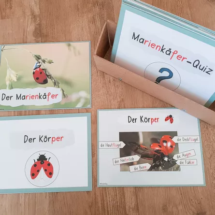 Bild in der Beschreibung des Unterrichtsmaterials Marienkäfer: Wissenskartei und Quiz von FreuleinBerg #1