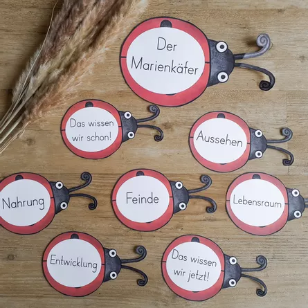 Bild in der Beschreibung des Unterrichtsmaterials Marienkäfer - Reihentransparenz von FreuleinBerg #1