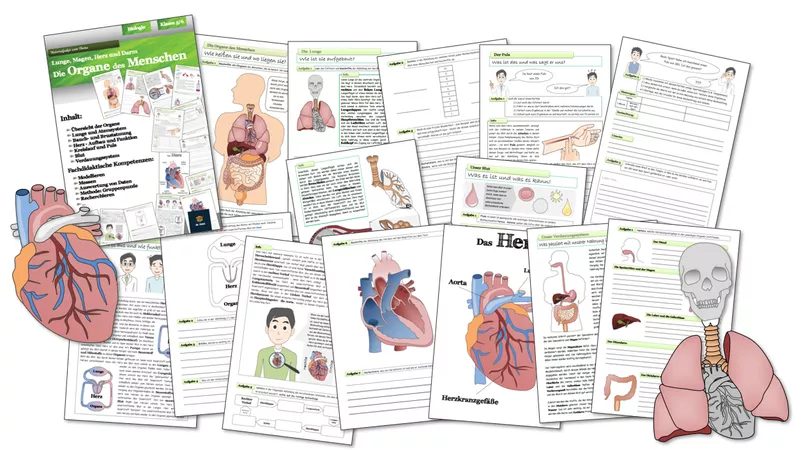 Bild in der Beschreibung des Unterrichtsmaterials Biologie - ganze Einheiten für die Jahrgänge 5 und 6 von Dr.Teach #4