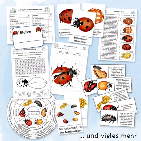 Bild in der Beschreibung des Unterrichtsmaterials Marienkäfer (Sachunterricht, Klasse 1-4, Lernwerkstatt) von Grundschulatelier #1