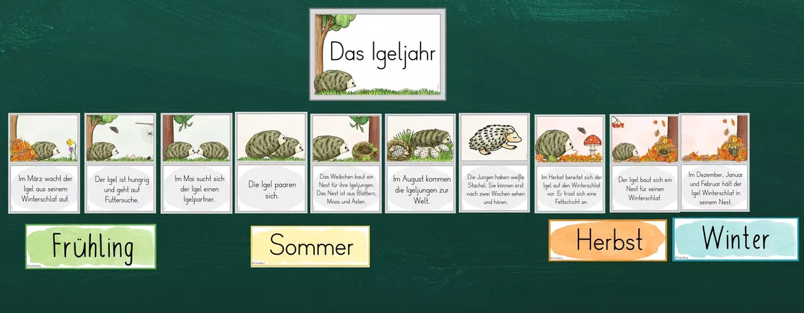 Bild in der Beschreibung des Unterrichtsmaterials 5. Stunde: Das Igeljahr (ABs + Tafelmaterial) von FreuleinBerg #1