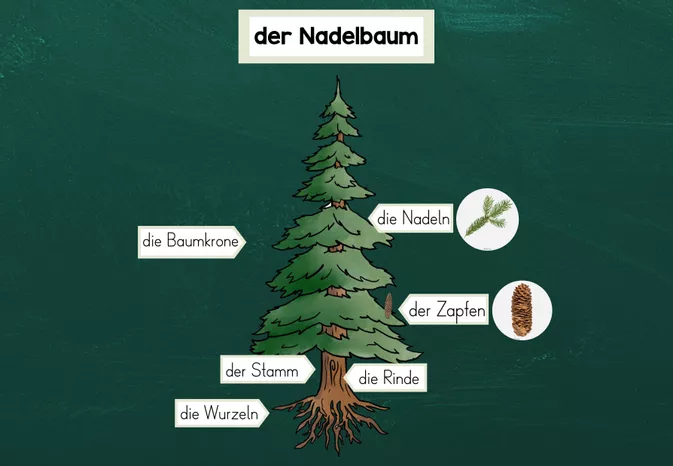 Bild in der Beschreibung des Unterrichtsmaterials Teile des Baumes - Laubbaum vs. Nadelbaum - Tafelmaterial von FreuleinBerg #2