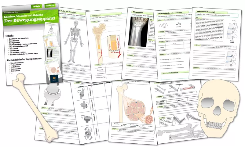 Bild in der Beschreibung des Unterrichtsmaterials Biologie - ganze Einheiten für die Jahrgänge 5 und 6 von Dr.Teach #3