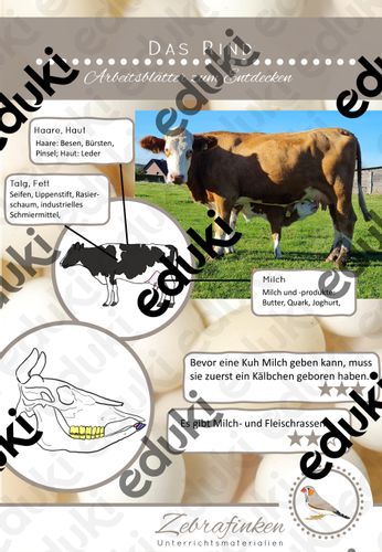 Das Rind, ein Nutztier – Unterrichtsmaterial im Fach Biologie