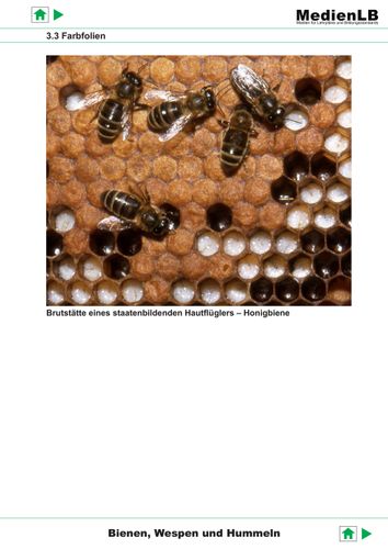 Bienen, Hummeln und Wespen - Farbfolien – Unterrichtsmaterial in den ...