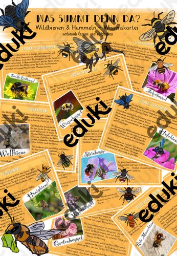 Wissenskartei Bienen und Hummeln – Unterrichtsmaterial im Fach ...