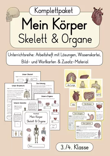 Materialpaket: Körper - Skelett & Organe (3./4. Klasse ...