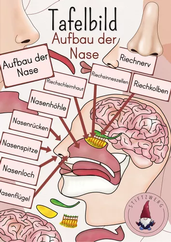 Tafelbild/ Legebild Die Nase, Aufbau der Nase – Unterrichtsmaterial in ...