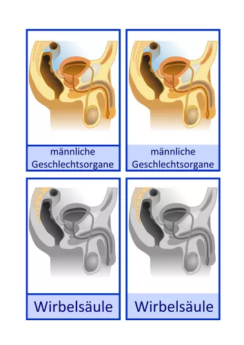 Nomenklaturkarten M nnliche Geschlechtsorgane Montessori nomenklaturkarten-m-nnliche-geschlechtsorgane-montessori