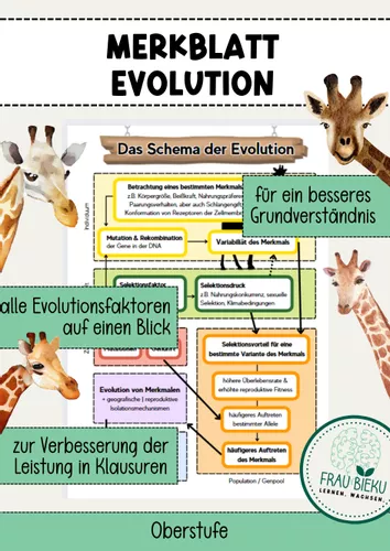 Schema Ablauf Evolution Evolutionsfaktoren Klausuren ...
