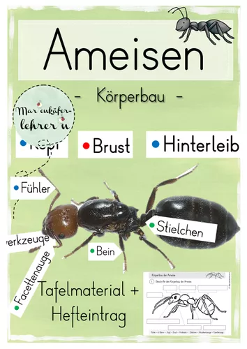 Die Ameise (Körperbau) Tafelmaterial & Hefteintrag ...