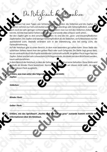 Arbeitsblatt Die Netzhaut des Menschen – Unterrichtsmaterial in den ...