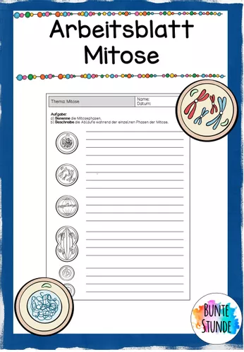 mitose arbeitsblatt mit losungen Arbeitsblatt Mitose
Mitose Arbeitsblatt mit Lösungen – Unterrichtsmaterial im Fach Biologie
