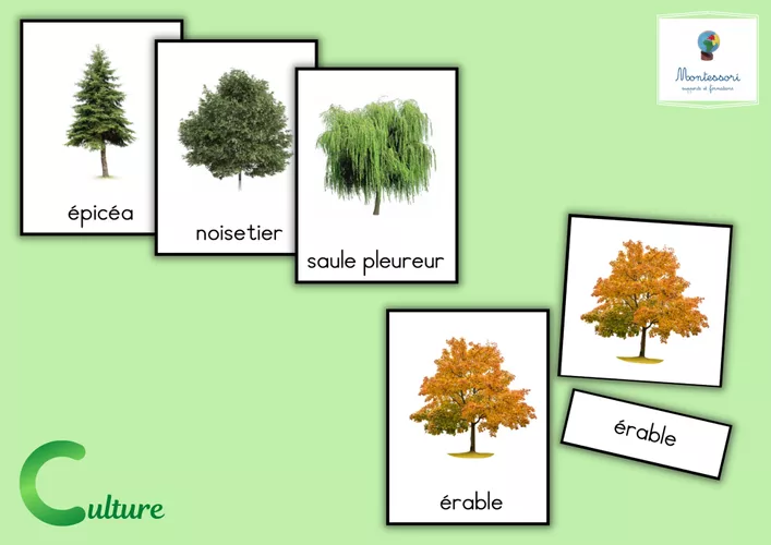Cartes de nomenclature - Les principaux arbres d'Europe - Ressource ...