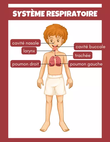 Syst me Respiratoire 8 Fiches D activit s Ressource P dagogique Pour syst-me-respiratoire-8-fiches-d-activit-s-ressource-p-dagogique-pour