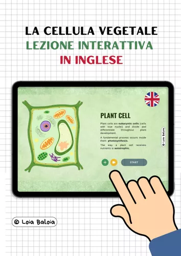 Modello Cellula Vegetale NM - BM 0008B Modello Cellula Vegetale NM - BM 0008B