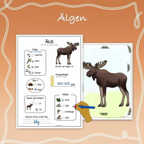 Kortfakta om älgen – material i ämnena Bild & NO
