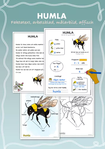 Hama Insekter Fakta om insekter: humla – material i ämnet NO