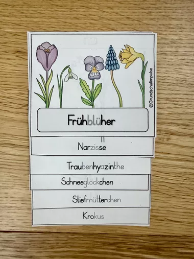 Bild in der Beschreibung des Unterrichtsmaterials Frühblüher - Unterrichtsreihe (Klasse 1+2) von Grundschulimpulse #4