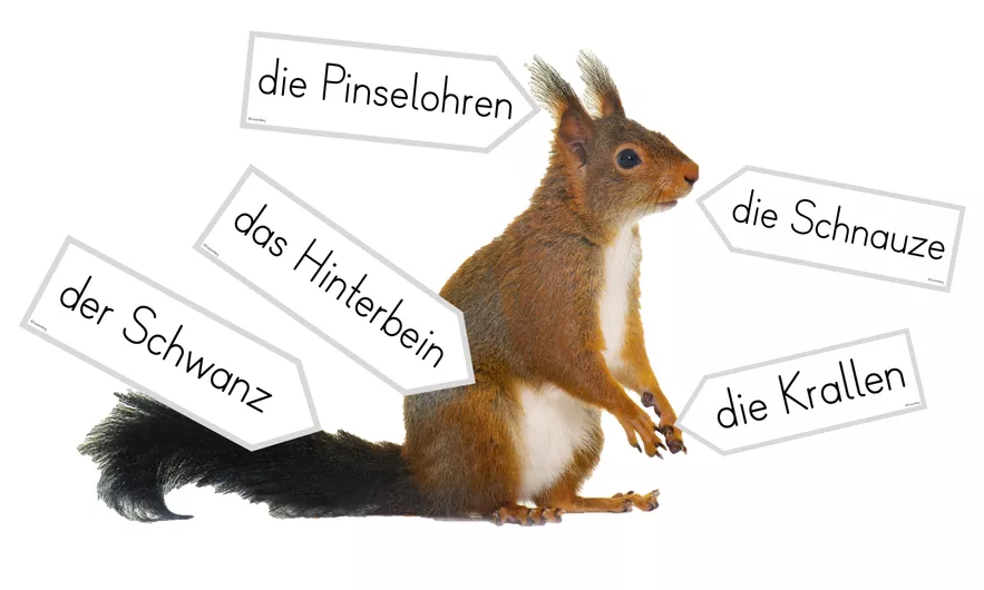 Bild in der Beschreibung des Unterrichtsmaterials Tafelmaterial: Aussehen & Körper des Eichhörnchens von FreuleinBerg #1