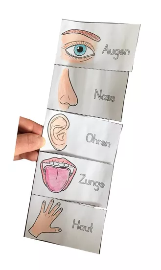 Bild in der Beschreibung des Unterrichtsmaterials Die 5 Sinne - Mini Flipbook Bastelvorlage von Odd Bird & Company #1