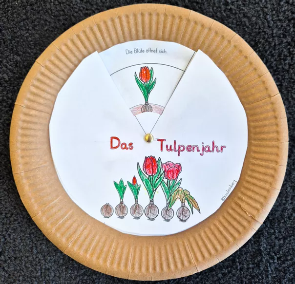 Bild in der Beschreibung des Unterrichtsmaterials Drehscheibe Tulpenjahr von FreuleinBerg #1