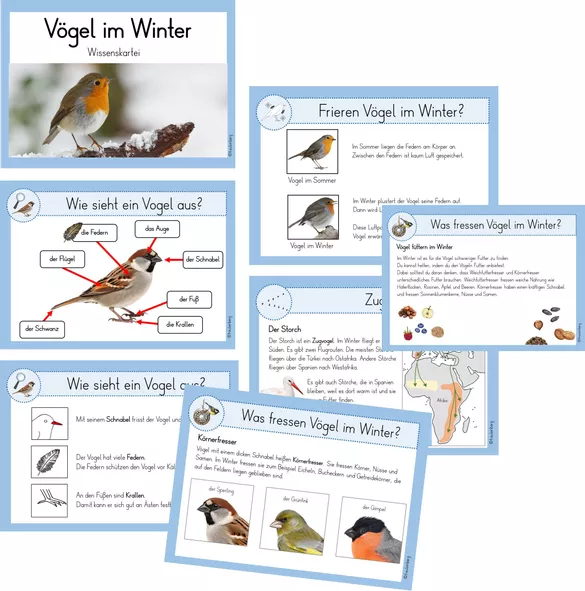 Bild in der Beschreibung des Unterrichtsmaterials Wissenskartei Vögel im Winter von FreuleinBerg #1