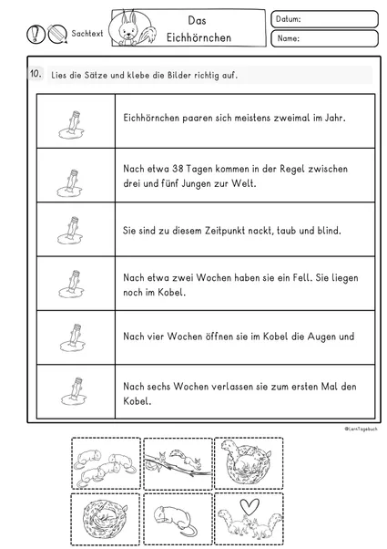 Bild in der Beschreibung des Unterrichtsmaterials Erster Sachtext lesen und verstehen das Eichhörnchen, Klasse 2, 3 Lesetext von LernTagebuch #1