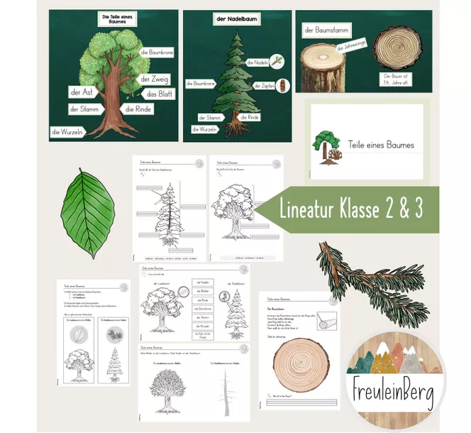 Bild in der Beschreibung des Unterrichtsmaterials Teile des Baumes - Materialpaket von FreuleinBerg #1