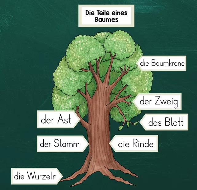 Bild in der Beschreibung des Unterrichtsmaterials Teile des Baumes - Laubbaum vs. Nadelbaum - Tafelmaterial von FreuleinBerg #1