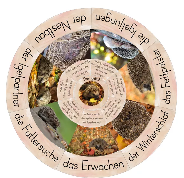 Bild in der Beschreibung des Unterrichtsmaterials Legekreis - Das Igeljahr von FreuleinBerg #2