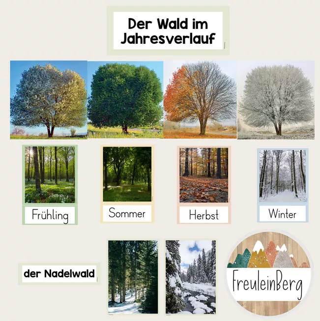 Bild in der Beschreibung des Unterrichtsmaterials Wald im Jahresverlauf - Jahreszeiten - Tafelmaterial von FreuleinBerg #1