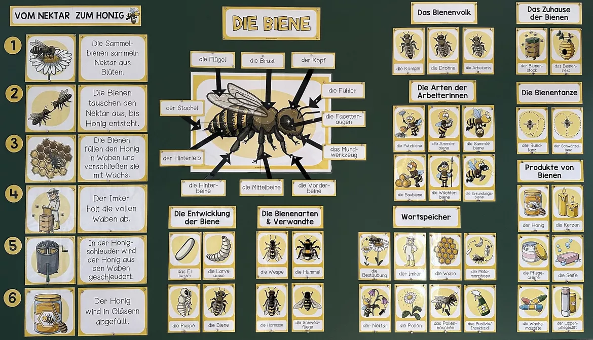Bild in der Beschreibung des Unterrichtsmaterials DIE BIENE - Materialpaket von Unterrichtmitspass #3