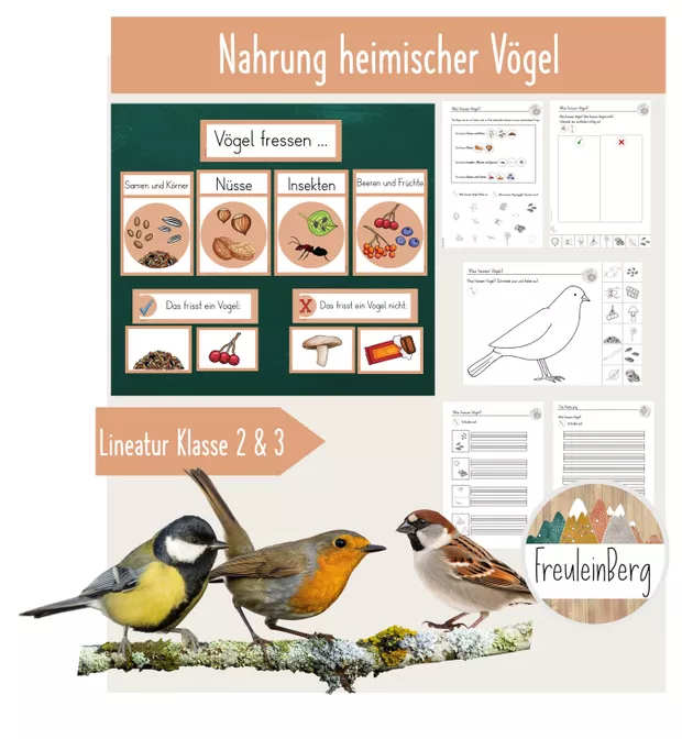 Bild in der Beschreibung des Unterrichtsmaterials 5. Stunde: Vögel - Nahrung (Weichfutterfresser & Körnerfresser) von FreuleinBerg #2