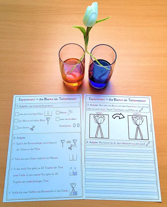 Bild in der Beschreibung des Unterrichtsmaterials Blumen färben Klasse 1-2 - Experiment im Frühling von Helles Köpfchen #2